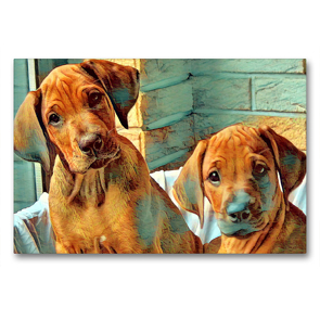 Premium Textil-Leinwand 90 x 60 cm Quer-Format Rhodesian Ridgeback Welpen Rüden Wurfgeschwister | Wandbild, HD-Bild auf Keilrahmen, Fertigbild auf hochwertigem Vlies, Leinwanddruck von Dagmar Behrens