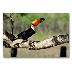 Premium Textil-Leinwand 90 x 60 cm Quer-Format Riesentukan, Ramphastos toco | Wandbild, HD-Bild auf Keilrahmen, Fertigbild auf hochwertigem Vlies, Leinwanddruck von Jürgen Wöhlke