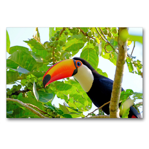 Premium Textil-Leinwand 90 x 60 cm Quer-Format Riesentukan (Ramphastos Toco) | Wandbild, HD-Bild auf Keilrahmen, Fertigbild auf hochwertigem Vlies, Leinwanddruck von © viaje.ch