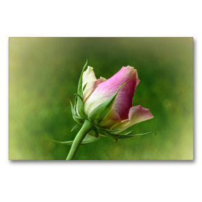 Premium Textil-Leinwand 90 x 60 cm Quer-Format Rosenblüte Rosa/Gelb/Grün – Natur und Kunst | Wandbild, HD-Bild auf Keilrahmen, Fertigbild auf hochwertigem Vlies, Leinwanddruck von Astrid Ziemer