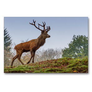 Premium Textil-Leinwand 90 x 60 cm Quer-Format Rothirsch (Cervus elaphus) | Wandbild, HD-Bild auf Keilrahmen, Fertigbild auf hochwertigem Vlies, Leinwanddruck von Ursula Di Chito
