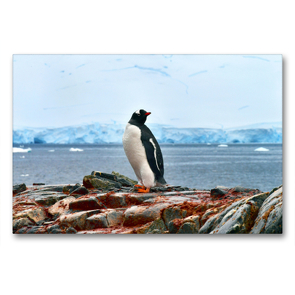 Premium Textil-Leinwand 90 x 60 cm Quer-Format Rotschnabelpinguin, Damoy Point, Tierparadies Südpolarmeer | Wandbild, HD-Bild auf Keilrahmen, Fertigbild auf hochwertigem Vlies, Leinwanddruck von Manfred Bergermann