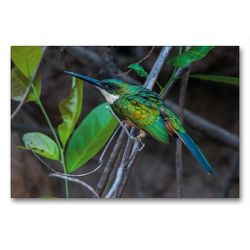 Premium Textil-Leinwand 90 x 60 cm Quer-Format Rotschwanz-Glanzvogel, Galbula ruficauda | Wandbild, HD-Bild auf Keilrahmen, Fertigbild auf hochwertigem Vlies, Leinwanddruck von Jürgen Wöhlke