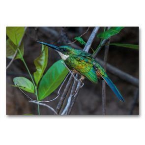 Premium Textil-Leinwand 90 x 60 cm Quer-Format Rotschwanz-Glanzvogel, Galbula ruficauda | Wandbild, HD-Bild auf Keilrahmen, Fertigbild auf hochwertigem Vlies, Leinwanddruck von Jürgen Wöhlke