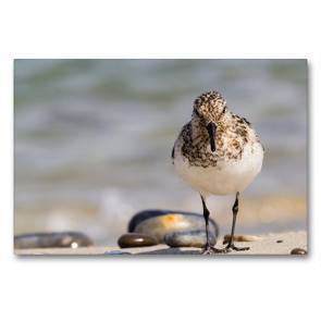 Premium Textil-Leinwand 90 x 60 cm Quer-Format Sanderling – Calidris alba | Wandbild, HD-Bild auf Keilrahmen, Fertigbild auf hochwertigem Vlies, Leinwanddruck von Janita Webeler