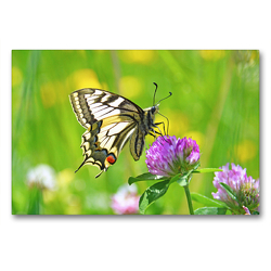 Premium Textil-Leinwand 90 x 60 cm Quer-Format Schmetterlinge in Europa | Wandbild, HD-Bild auf Keilrahmen, Fertigbild auf hochwertigem Vlies, Leinwanddruck von GUGIGEI