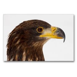 Premium Textil-Leinwand 90 x 60 cm Quer-Format Seeadler – Haliaeetus albicilla | Wandbild, HD-Bild auf Keilrahmen, Fertigbild auf hochwertigem Vlies, Leinwanddruck von Dirk Grasse