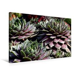 Premium Textil-Leinwand 90 x 60 cm Quer-Format Sempervivum Emma | Wandbild, HD-Bild auf Keilrahmen, Fertigbild auf hochwertigem Vlies, Leinwanddruck von Martina Cross von Cross,  Martina