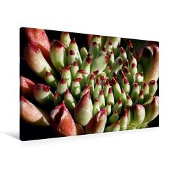 Premium Textil-Leinwand 90 x 60 cm Quer-Format Sempervivum Grigg’s Surprise | Wandbild, HD-Bild auf Keilrahmen, Fertigbild auf hochwertigem Vlies, Leinwanddruck von Martina Cross von Cross,  Martina