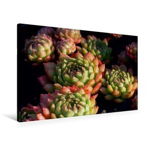 Premium Textil-Leinwand 90 x 60 cm Quer-Format Sempervivum Plastic | Wandbild, HD-Bild auf Keilrahmen, Fertigbild auf hochwertigem Vlies, Leinwanddruck von Martina Cross von Cross,  Martina