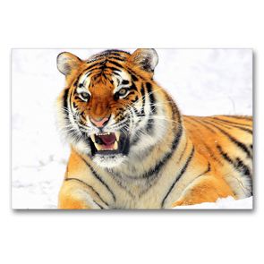 Premium Textil-Leinwand 90 x 60 cm Quer-Format Sibirischer Tiger im Winter | Wandbild, HD-Bild auf Keilrahmen, Fertigbild auf hochwertigem Vlies, Leinwanddruck von Rose Hurley