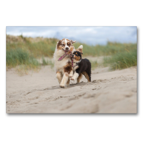 Premium Textil-Leinwand 90 x 60 cm Quer-Format Australian Shepherds am Strand | Wandbild, HD-Bild auf Keilrahmen, Fertigbild auf hochwertigem Vlies, Leinwanddruck von Annett Mirsberger tierpfoto