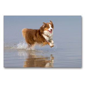 Premium Textil-Leinwand 90 x 60 cm Quer-Format Australian Shepherd rennt durchs Wasser | Wandbild, HD-Bild auf Keilrahmen, Fertigbild auf hochwertigem Vlies, Leinwanddruck von Annett Mirsberger www.tierpfoto.de