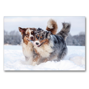 Premium Textil-Leinwand 90 x 60 cm Quer-Format Australian Shepherds haben Spaß im Schnee | Wandbild, HD-Bild auf Keilrahmen, Fertigbild auf hochwertigem Vlies, Leinwanddruck von Annett Mirsberger www.tierpfoto.de