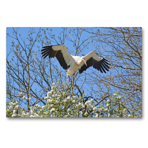 Premium Textil-Leinwand 90 x 60 cm Quer-Format Storch im Frühling | Wandbild, HD-Bild auf Keilrahmen, Fertigbild auf hochwertigem Vlies, Leinwanddruck von GUGIGEI