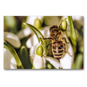 Premium Textil-Leinwand 90 x 60 cm Quer-Format Tierischer Garten | Wandbild, HD-Bild auf Keilrahmen, Fertigbild auf hochwertigem Vlies, Leinwanddruck von Andrea Mayer