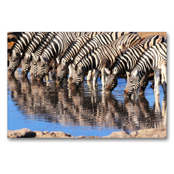 Premium Textil-Leinwand 90 x 60 cm Quer-Format Trinkende Zebras im südlichen Afrika | Wandbild, HD-Bild auf Keilrahmen, Fertigbild auf hochwertigem Vlies, Leinwanddruck von Birgit Scharnhorst