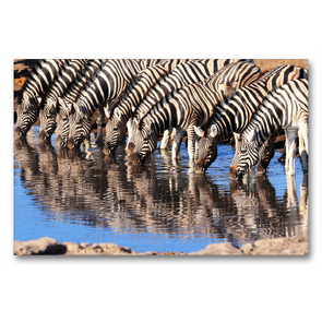 Premium Textil-Leinwand 90 x 60 cm Quer-Format Trinkende Zebras im südlichen Afrika | Wandbild, HD-Bild auf Keilrahmen, Fertigbild auf hochwertigem Vlies, Leinwanddruck von Birgit Scharnhorst