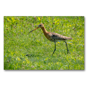 Premium Textil-Leinwand 90 x 60 cm Quer-Format Uferschnepfe (Limosa limosa) im Prachtkleid. | Wandbild, HD-Bild auf Keilrahmen, Fertigbild auf hochwertigem Vlies, Leinwanddruck von Arne Wünsche