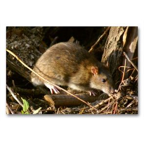 Premium Textil-Leinwand 90 x 60 cm Quer-Format Wanderratte (Rattus norvegicus) | Wandbild, HD-Bild auf Keilrahmen, Fertigbild auf hochwertigem Vlies, Leinwanddruck von kattobello