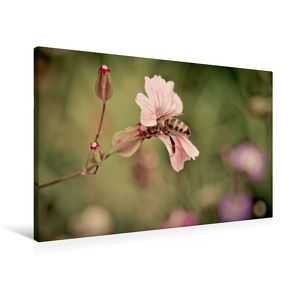Premium Textil-Leinwand 90 x 60 cm Quer-Format Wilde Biene besucht die wilde Malve | Wandbild, HD-Bild auf Keilrahmen, Fertigbild auf hochwertigem Vlies, Leinwanddruck von Marianne Drews von Drews,  Marianne