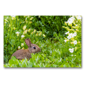 Premium Textil-Leinwand 90 x 60 cm Quer-Format Wildkaninchen – Oryctolagus cuniculus | Wandbild, HD-Bild auf Keilrahmen, Fertigbild auf hochwertigem Vlies, Leinwanddruck von Janita Webeler