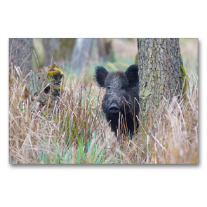 Premium Textil-Leinwand 90 x 60 cm Quer-Format Wildschwein in heimischer Natur | Wandbild, HD-Bild auf Keilrahmen, Fertigbild auf hochwertigem Vlies, Leinwanddruck von Michael Breuer