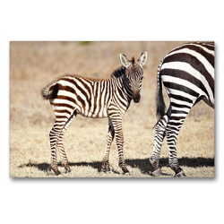 Premium Textil-Leinwand 90 x 60 cm Quer-Format Zebrababy | Wandbild, HD-Bild auf Keilrahmen, Fertigbild auf hochwertigem Vlies, Leinwanddruck von Michael und Yvonne Herzog