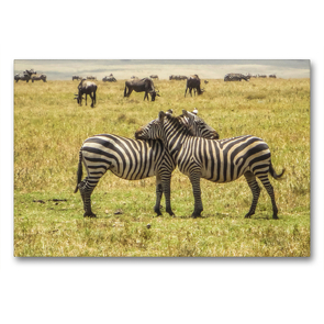 Premium Textil-Leinwand 90 x 60 cm Quer-Format Zebras in Kenia | Wandbild, HD-Bild auf Keilrahmen, Fertigbild auf hochwertigem Vlies, Leinwanddruck von Michael Zech Fotografie