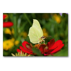 Premium Textil-Leinwand 90 x 60 cm Quer-Format Zitronenfalter (Gonepteryx rhamni) auf roter Blume | Wandbild, HD-Bild auf Keilrahmen, Fertigbild auf hochwertigem Vlies, Leinwanddruck von kattobello