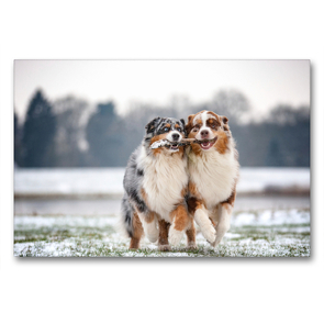 Premium Textil-Leinwand 90 x 60 cm Quer-Format Australian Shepherds haben Spaß beim spielen zu zweit | Wandbild, HD-Bild auf Keilrahmen, Fertigbild auf hochwertigem Vlies, Leinwanddruck von Annett Mirsberger