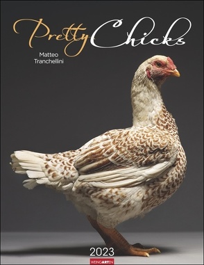 Pretty Chicks. Tier-Wandkalender 2023. Ungewöhnliches Fotokunst-Projekt des italienischen Fotografen Matteo Tranchellini. Hühner von ihrer besten Seite im Fotokalender 2023. von Tranchellini,  Matteo, Weingarten