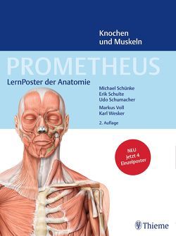 PROMETHEUS LernPoster der Anatomie, Knochen und Muskeln von Schulte,  Erik, Schumacher,  Udo, Schünke,  Michael