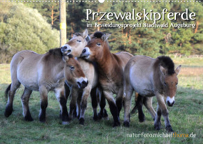 Przewalskipferde (Wandkalender 2023 DIN A2 quer) von Thoma,  Michael