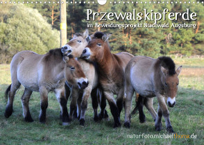 Przewalskipferde (Wandkalender 2023 DIN A3 quer) von Thoma,  Michael