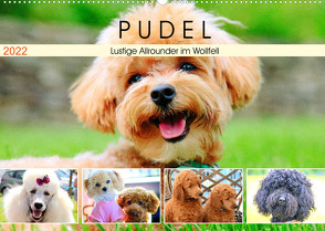 Pudel. Lustige Allrounder im Wollfell (Wandkalender 2022 DIN A2 quer) von Hurley,  Rose