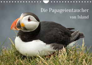 Die Papageientaucher von Island (Wandkalender 2022 DIN A4 quer) von Inxtagenumdiewelt.de