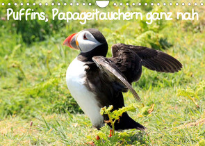 Puffins, Papageitauchern ganz nah (Wandkalender 2023 DIN A4 quer) von Valder,  Natascha