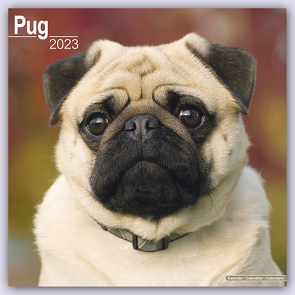 Pugs – Möpse 2023 – 16-Monatskalender