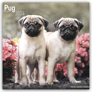 Pugs – Möpse 2024 – 16-Monatskalender