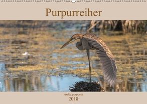 Purpurreiher (Wandkalender 2018 DIN A2 quer) von Köhn,  André