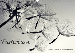 Pusteblume – Impressionen in schwarzweiß (Wandkalender 2023 DIN A3 quer) von Delgado,  Julia