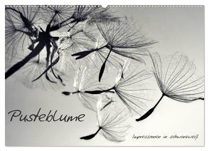 Pusteblume – Impressionen in schwarzweiß (Wandkalender 2024 DIN A2 quer), CALVENDO Monatskalender von Delgado,  Julia