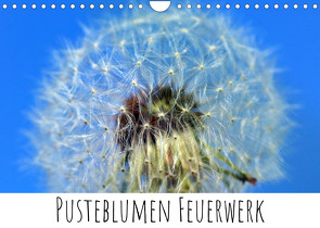 Pusteblumen Feuerwerk (Wandkalender 2022 DIN A4 quer) von Drafz,  Silvia