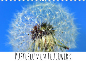 Pusteblumen Feuerwerk (Wandkalender 2023 DIN A2 quer) von Drafz,  Silvia