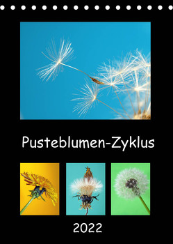 Pusteblumen-Zyklus (Tischkalender 2022 DIN A5 hoch) von Laimgruber,  Dagmar