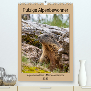 Putzige Alpenbewohner – Alpenmurmeltiere (Premium, hochwertiger DIN A2 Wandkalender 2023, Kunstdruck in Hochglanz) von Di Chito,  Ursula