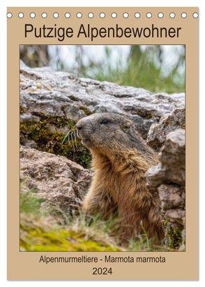 Putzige Alpenbewohner – Alpenmurmeltiere (Tischkalender 2024 DIN A5 hoch), CALVENDO Monatskalender von Di Chito,  Ursula