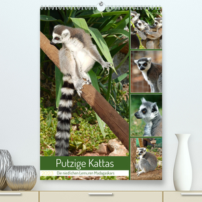 Putzige Kattas (Premium, hochwertiger DIN A2 Wandkalender 2023, Kunstdruck in Hochglanz) von Kleemann,  Claudia