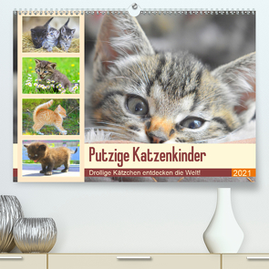 Putzige Katzenkinder. Drollige Kätzchen entdecken die Welt! (Premium, hochwertiger DIN A2 Wandkalender 2021, Kunstdruck in Hochglanz) von Hurley,  Rose